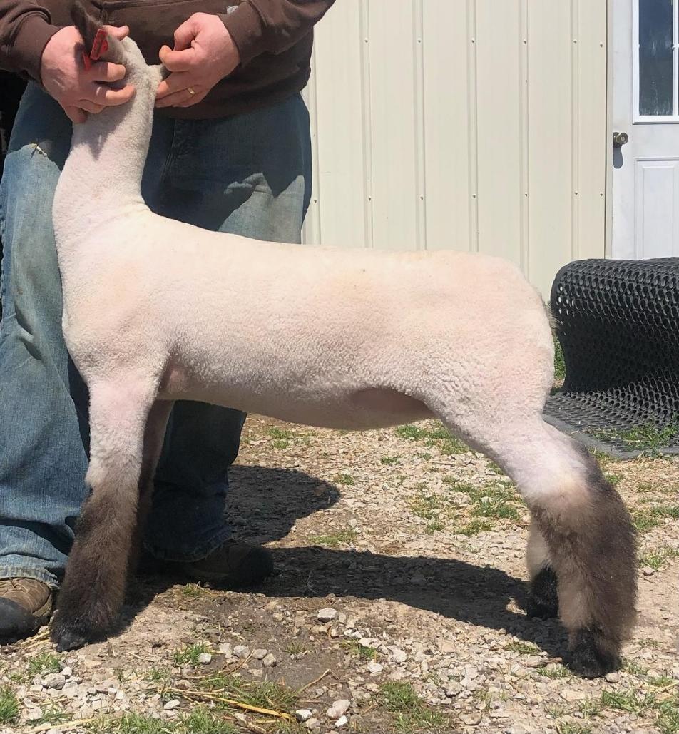 Hindman Show Lambs :: For Sale